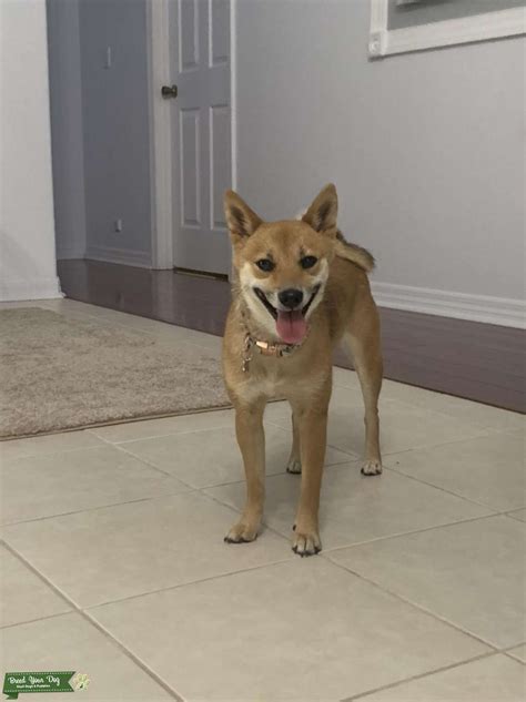 Pure Breed Shiba Inu Looking For Mate Stud Dog In Fl The United