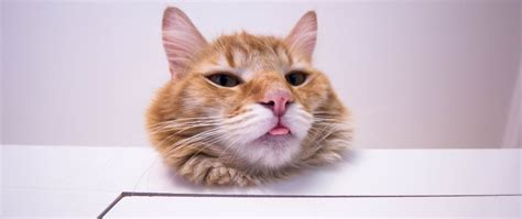 Download Wallpaper 2560x1080 Cat Protruding Tongue Funny