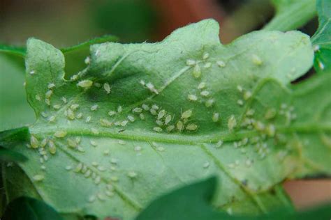 How To Get Rid Of Aphids On House Plants Trendradars