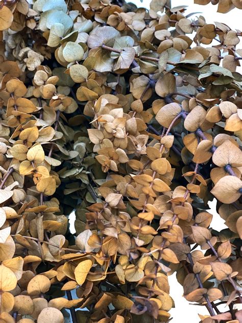 Dried Natural Preserved Eucalyptus 1 LB Bulk Polished Green | Etsy