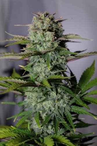 G14 Auto Strain Info G14 Auto Weed By Fast Buds Growdiaries
