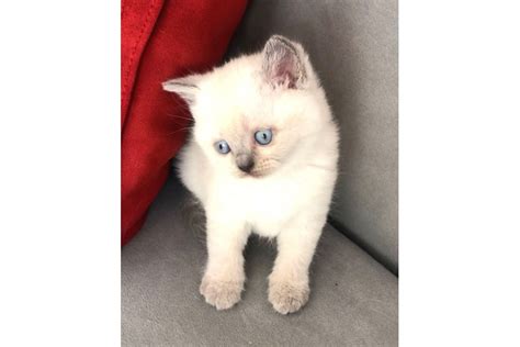 Safkan Erkek Blue Point British Shorthair Yavru