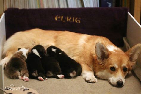 On average, corgi puppies cost in the range of $600 to $1,500. Curig Pembroke Welsh Corgis