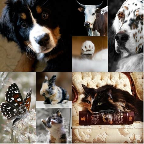 Made Bij Elly In 2021 Collage Mood Boards Animals