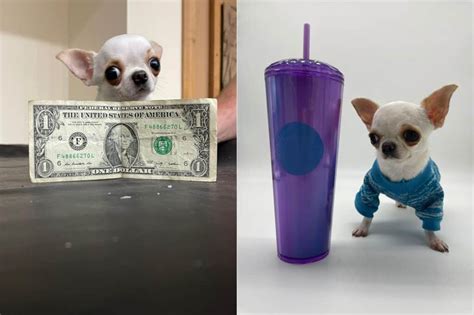 Chihuahua From Florida Becomes Worlds Shortest Dog