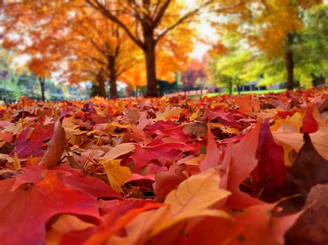 Autumn Leaves Buckhorn Inn