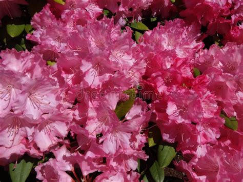 Bright Pink Rhododendron Flowers Stock Image Image Of Gardening