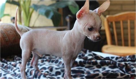 Hairless Chihuahua Do They Exist The Goldens Club