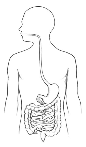 40 high quality collection of human body outline drawing by clipartmag. Gastrointestinal tract and its organs | Media Asset | NIDDK