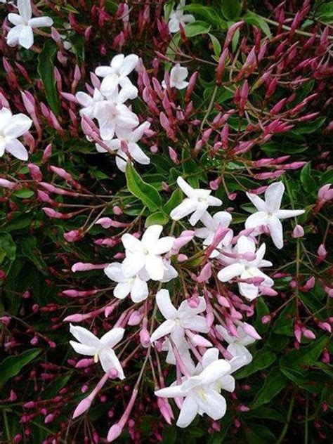 Pink Jasmine Jasminum Polyanthum 1 Plants 3 Feet Tall Etsy