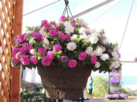 Tanaman geranium bisa ditemukan di seluruh dunia. 10 Tanaman Gantung Terbaik, Dijamin Rumah Bakal Lebih Cantik!
