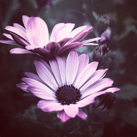 Purple Flower Pictures Download Free Images On Unsplash