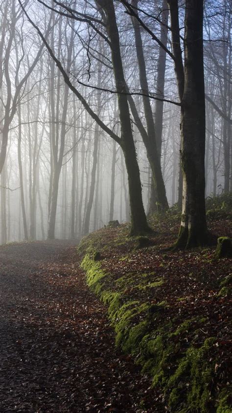 Download Wallpaper 540x960 Forest Trees Path Fog Light Nature