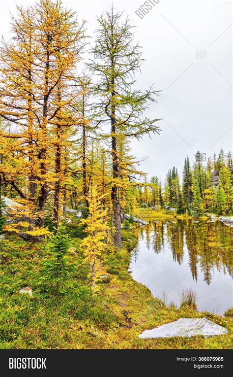 Golden Larch Trees Image And Photo Free Trial Bigstock