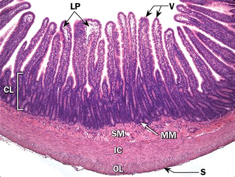 Small Intestine Histology Jejunum Labels Histology Slide Sexiezpix