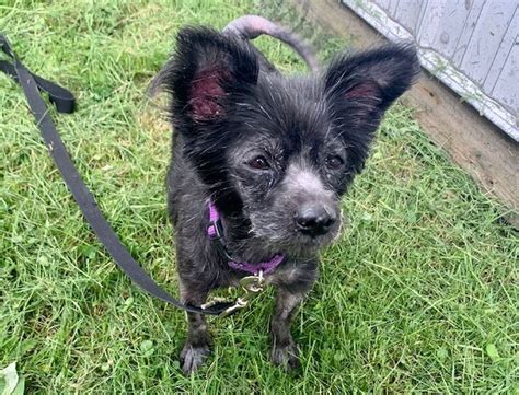 Meet the CNYSPCA Pet of the Week: Babar - syracuse.com