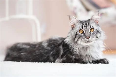 The Top 10 Most Popular Cat Breeds Your Cat