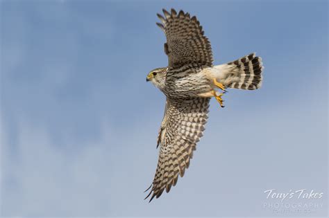 Merlin takes a magical flight | Tony's Takes Photography