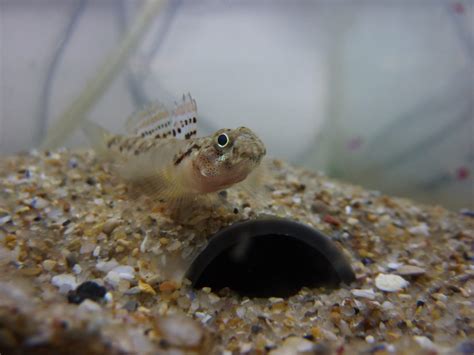 Painted Goby Discovery Of Sound In The Sea