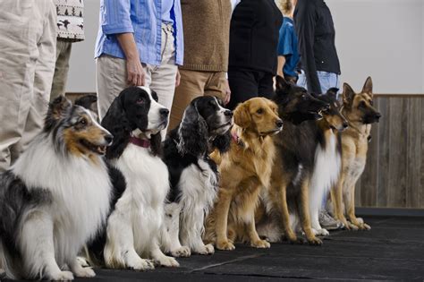 Dog Training Classes Dog Training Nation