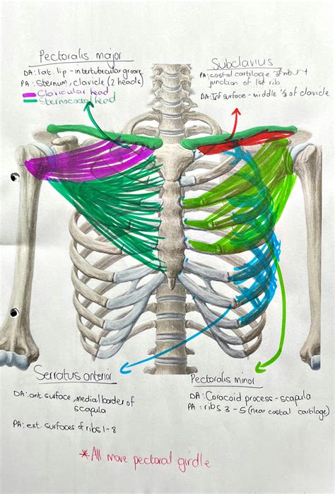 Solution Anatomyaxio Appendicular Muscle Tables And Diagrams Studypool