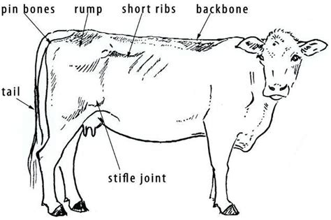 The bones of the lower leg and foot are greatly elongated and the hooves are actually the tips of the third fingers and toes, the other digits having been lost or reduced (see diagram 6.9). Welfare decisions for sheep and cattle | Agriculture and Food