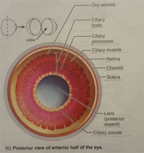Print Activity 1 Anatomy Of The Eye And Identifying