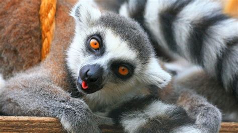 Lemur Primate Madagascar 63 Wallpapers Hd Desktop And Mobile