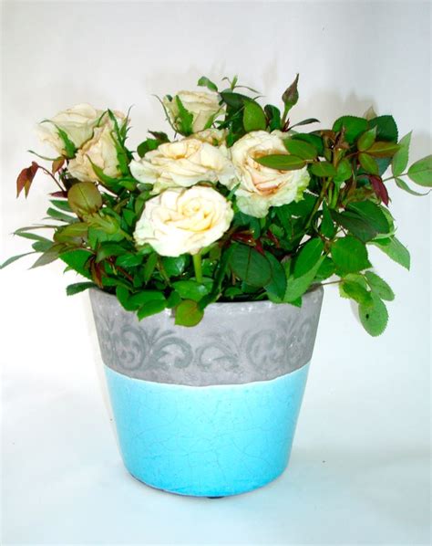 Gorgeous Living Miniature Roses In Hawkesburn Stoneware Ceramic Pots
