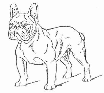 New cream color french bulldog puppies. French Bulldogs And Puppies - Free Coloring Pages