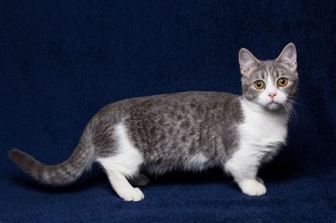 The Top 10 Cutest Cat Breeds In The World