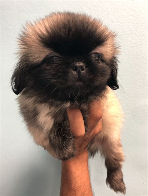 We offer puppy cuts, show cuts, and specialty. Westchester Puppies - Pekingese Puppies For Sale New York