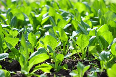 How To Grow Pak Choi From Seed Uk