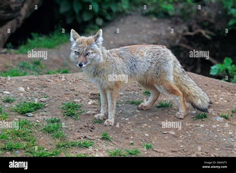 Corsac Fox Vulpes Corsac In Outdoor Enclosure Stock Photo Alamy