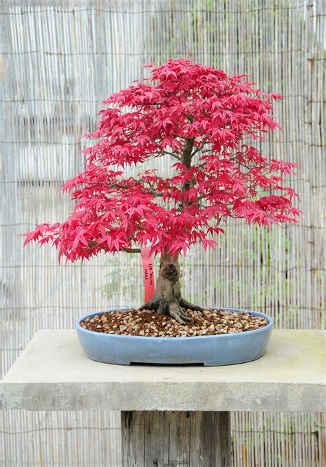 Acer Palmatum Deshojo Japanese Maple Bonsai Tree I Love Bonsai Trees