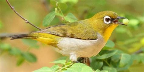 10 Cara Merawat Burung Pleci Agar Gacor Dan Ngeplong