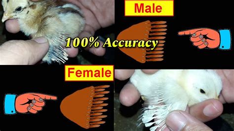 identify male and female chicks simple and easy youtube