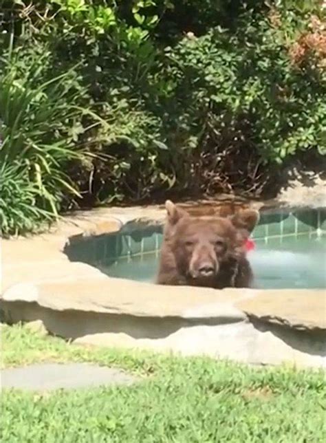Bear Wanders Into Mans Back Yard Gets In Jacuzzi And Enjoys A Margarita
