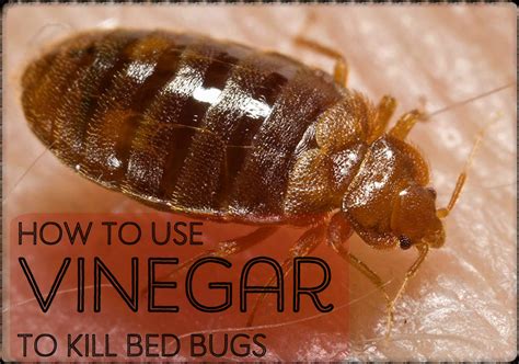 How To Make A Homemade Bed Bug Killer Spray With Vinegar Dengarden