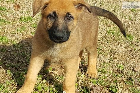 Brown Collar German Shepherd Puppy For Sale Near Memphis Tennessee