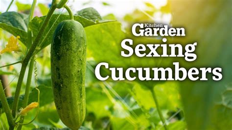 How To Sex Cucumbers Youtube