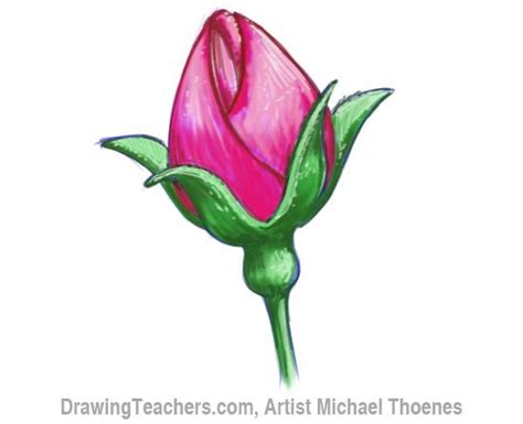 How To Draw A Rosebud Step By Step You Can Learn How To Draw A Rose