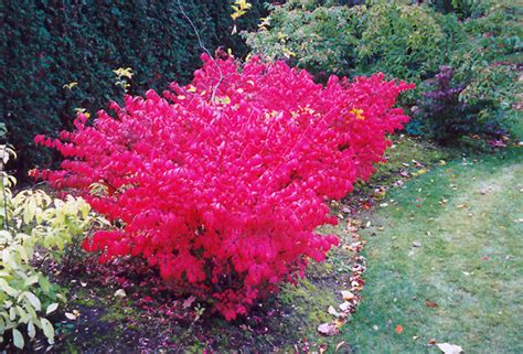 Compact Winged Burning Bush Euonymus Alatus Compactus In Naperville