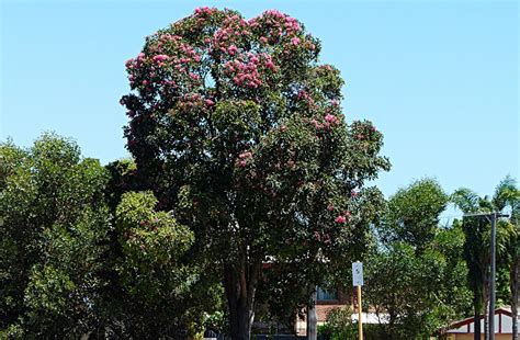 Perth Daily Photo Red Flowering Gum Tree