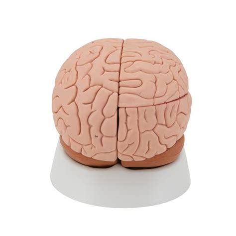 Anatomical Teaching Models Plastic Human Brain Models 4 Part Brain