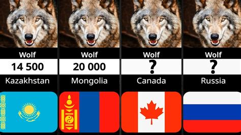 Wolf Population By Country 2023 Youtube