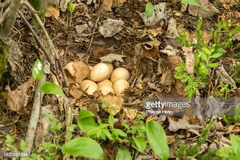 Grouse Nest Photos And Premium High Res Pictures Getty Images