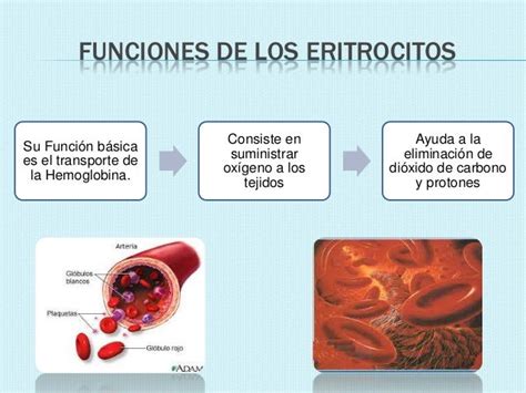 Funciones De Los Eritrocitos Images And Photos Finder