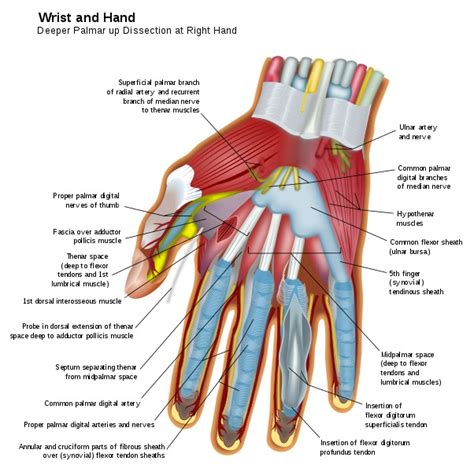 Figure Flexor Tendons And Sheath Contributed Statpearls Ncbi