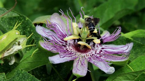 2 Minutes And 30 Seconds Bees On A Passion Fruit Flower Youtube